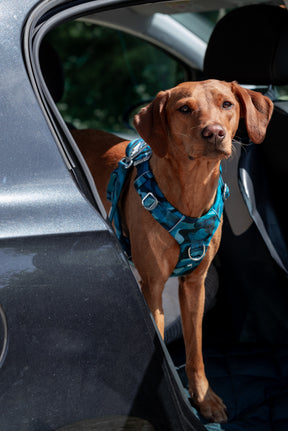 Twiggy Tags Lagoon Adventure 2.0 Harness (6 sizes)
