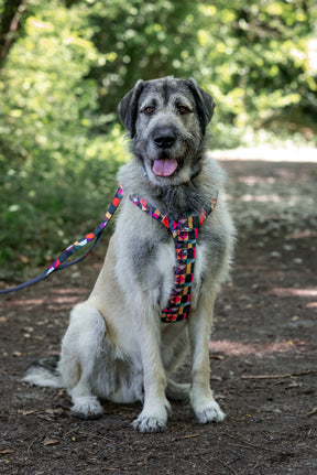 Twiggy Tags Aurora Adventure 2.0 Harness (6 sizes)
