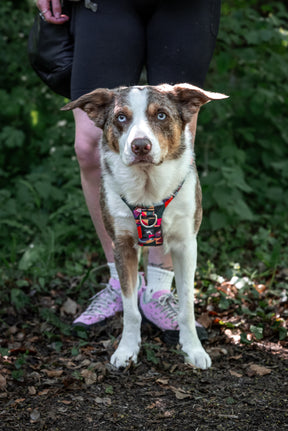 Twiggy Tags Aurora Adventure 2.0 Harness (6 sizes)