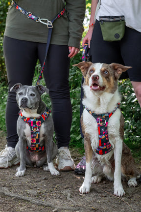 Twiggy Tags Aurora Adventure 2.0 Harness (6 sizes)