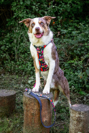 Twiggy Tags Aurora Adventure 2.0 Harness (6 sizes)