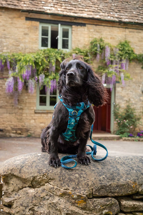 Twiggy Tags Lagoon Adventure 2.0 Harness (6 sizes)