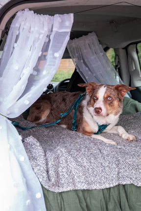 Twiggy Tags Lagoon Adventure 2.0 Dog Safety Seatbelt