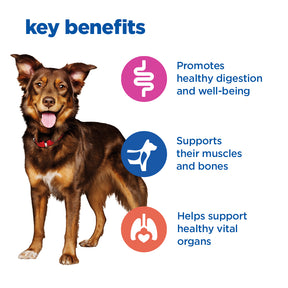 Hill's™ VET ESSENTIALS™ MULTI-BENEFIT Adult Medium Dry Dog Food with Lamb & Rice