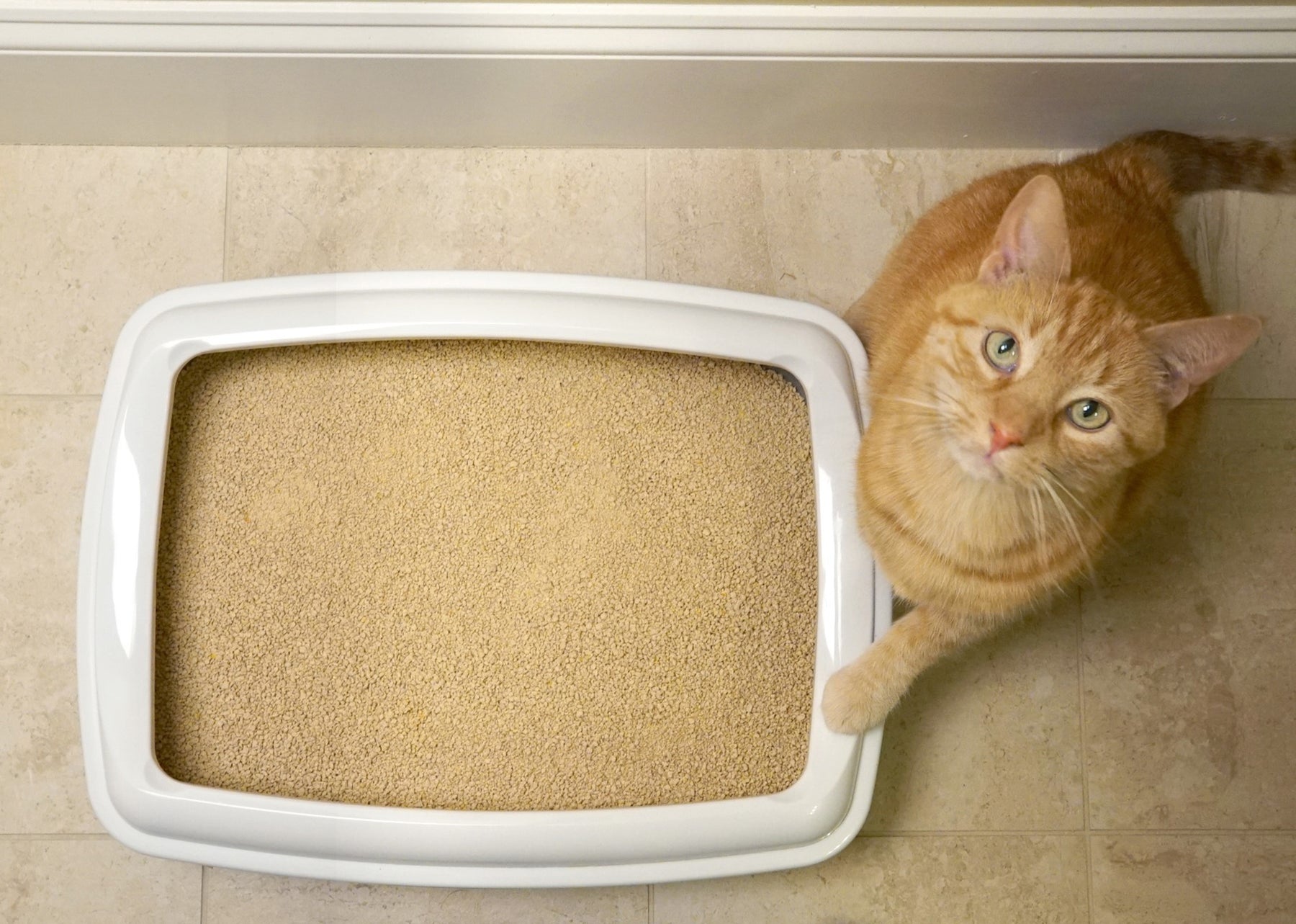 World’s Best Cat Litter Multiple Unscented (2 sizes)