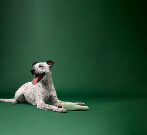 Earth Rated Chew Toy Rubber (2 sizes)