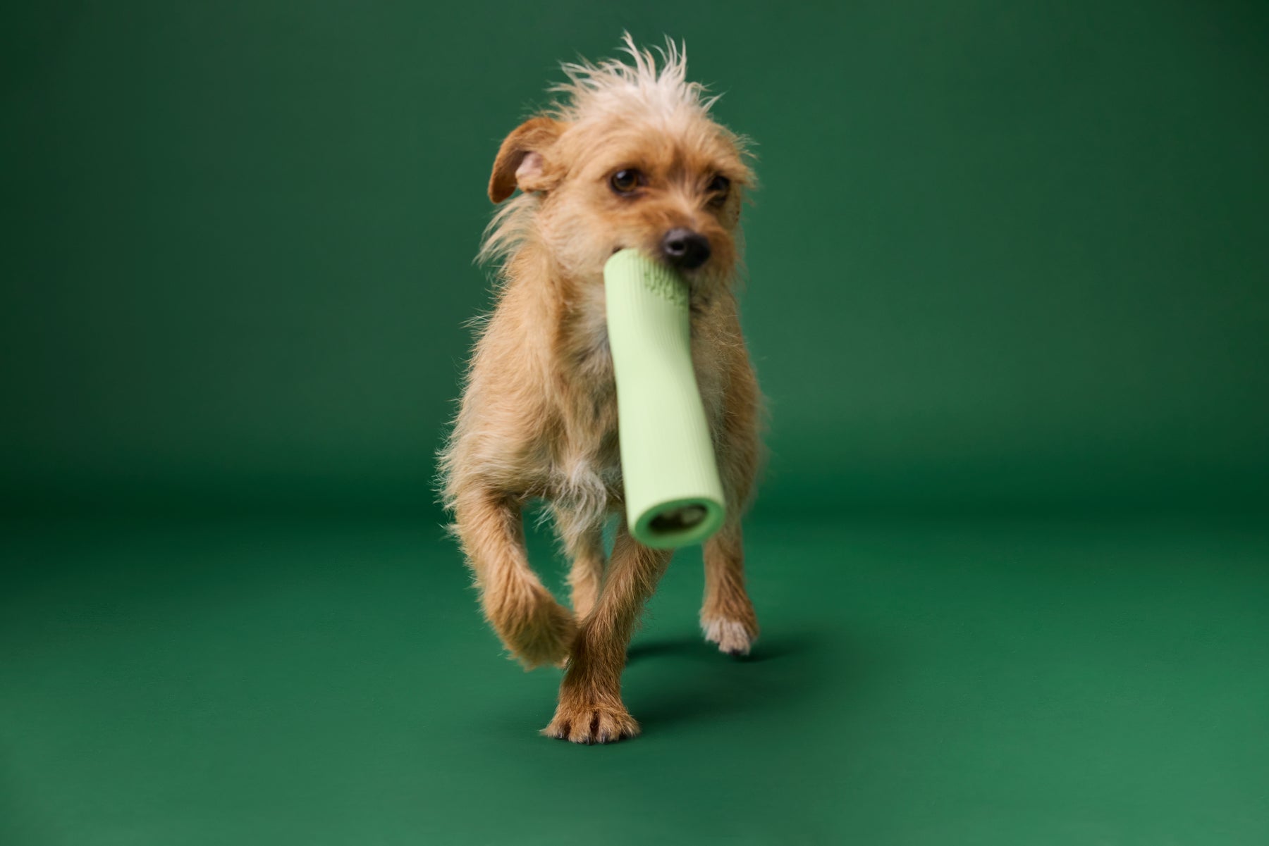 Earth Rated Chew Toy Rubber (2 sizes)