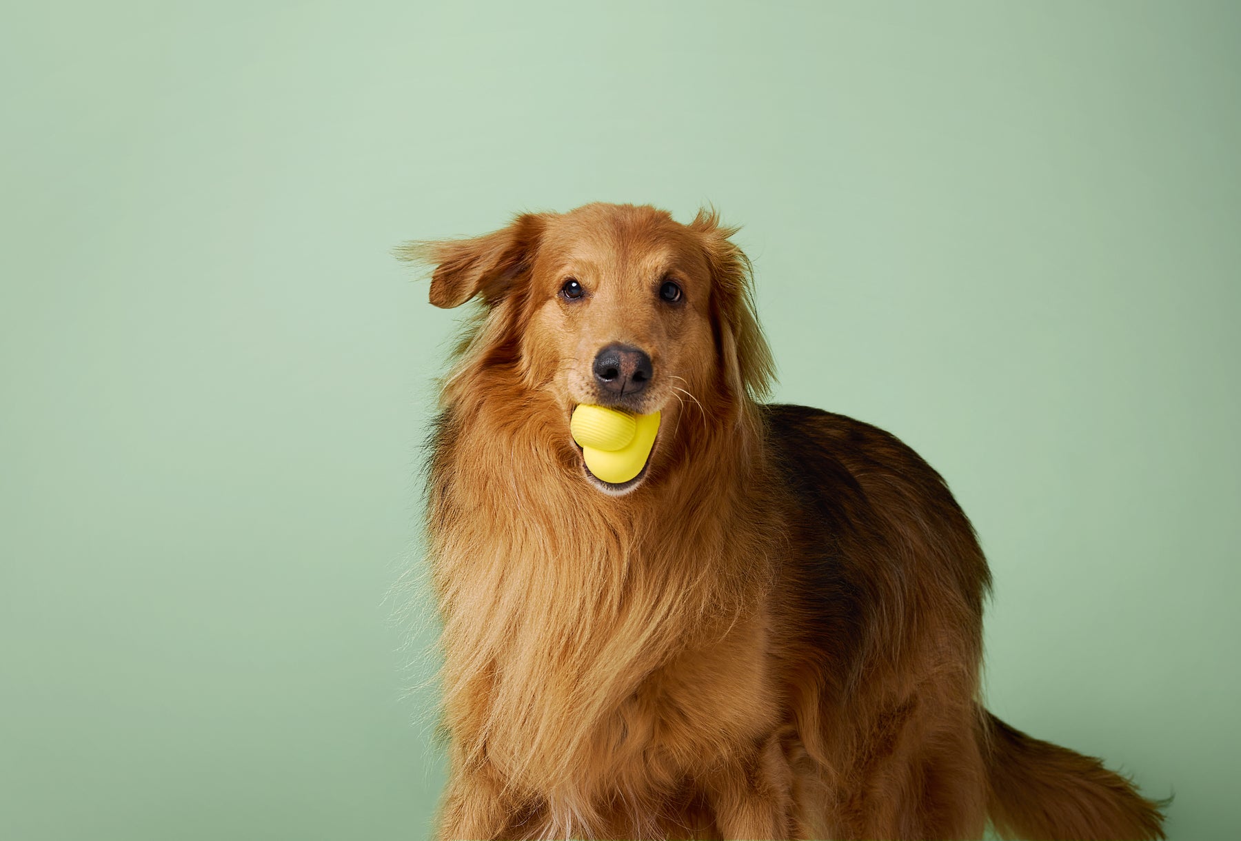 Earth Rated Fetch Toy Rubber (3 sizes)