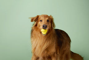 Earth Rated Fetch Toy Rubber (3 sizes)