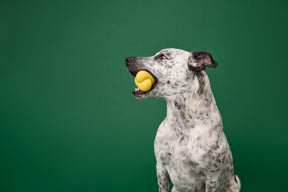 Earth Rated Fetch Toy Rubber (3 sizes)