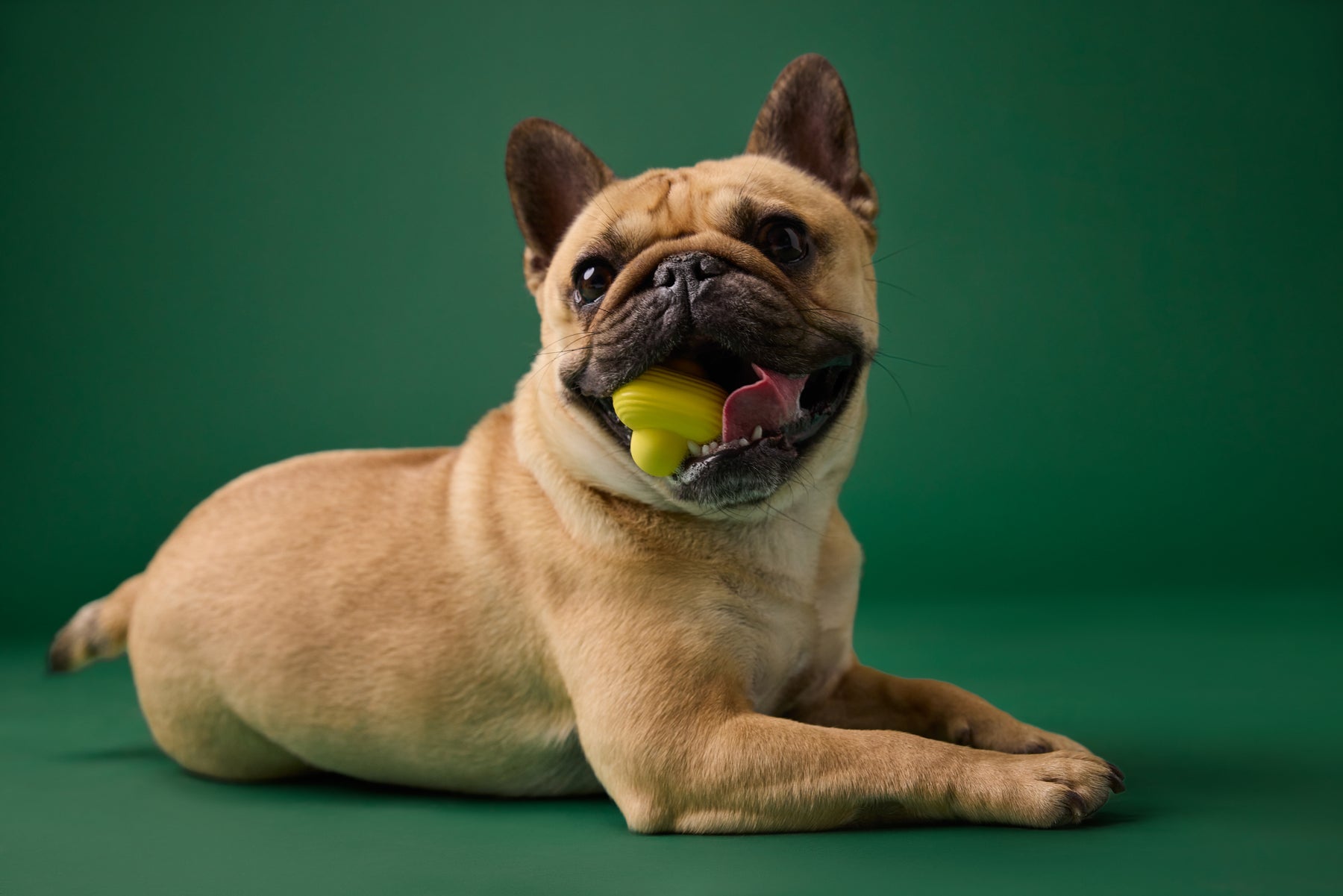 Earth Rated Fetch Toy Rubber (3 sizes)