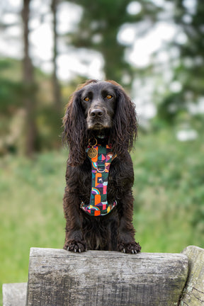 Twiggy Tags Aurora Adventure 2.0 Harness (6 sizes)
