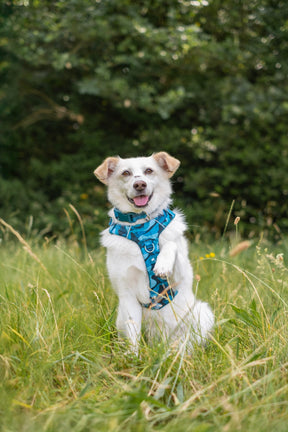 Twiggy Tags Lagoon Adventure 2.0 Harness (6 sizes)