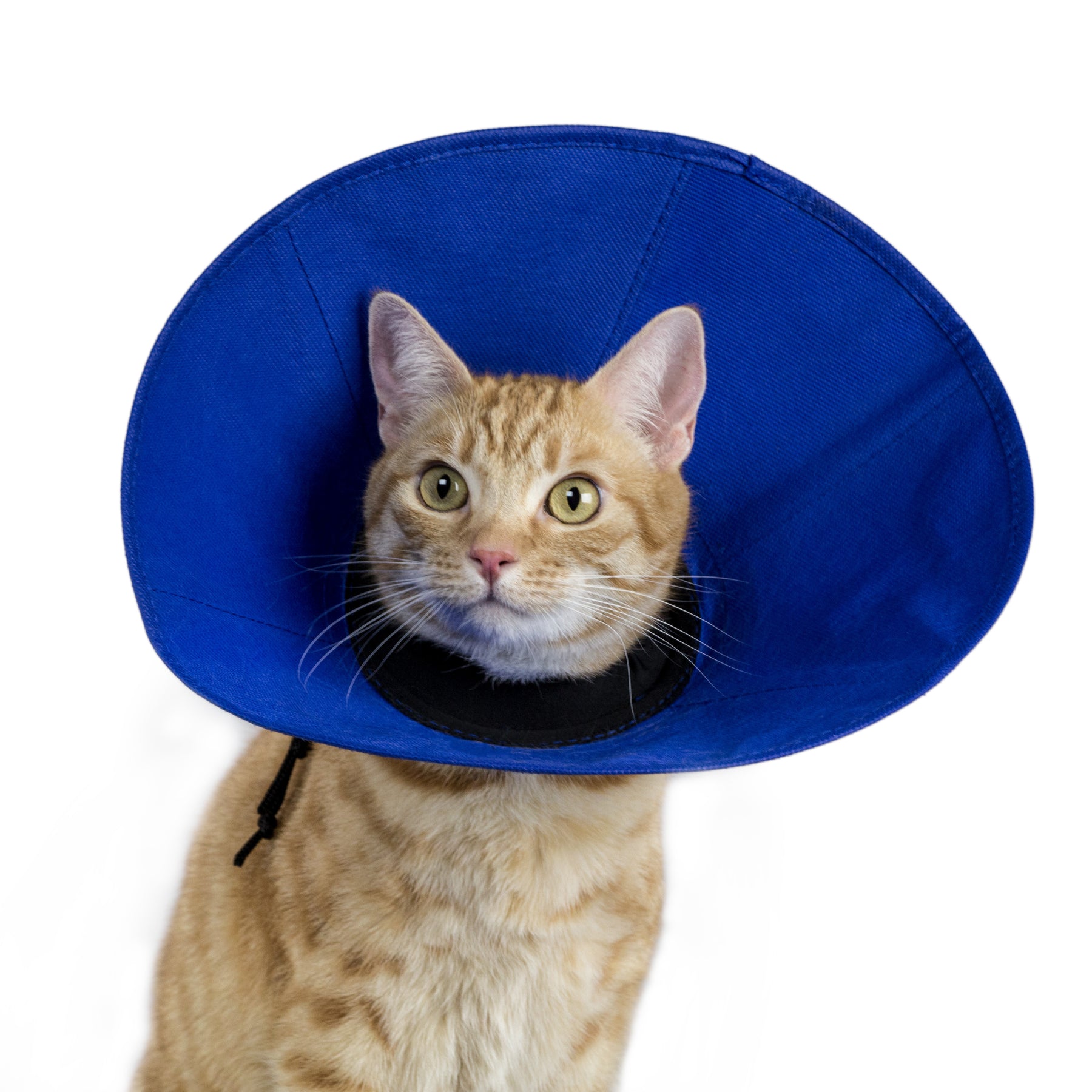 EZ Soft Collar (5 sizes)