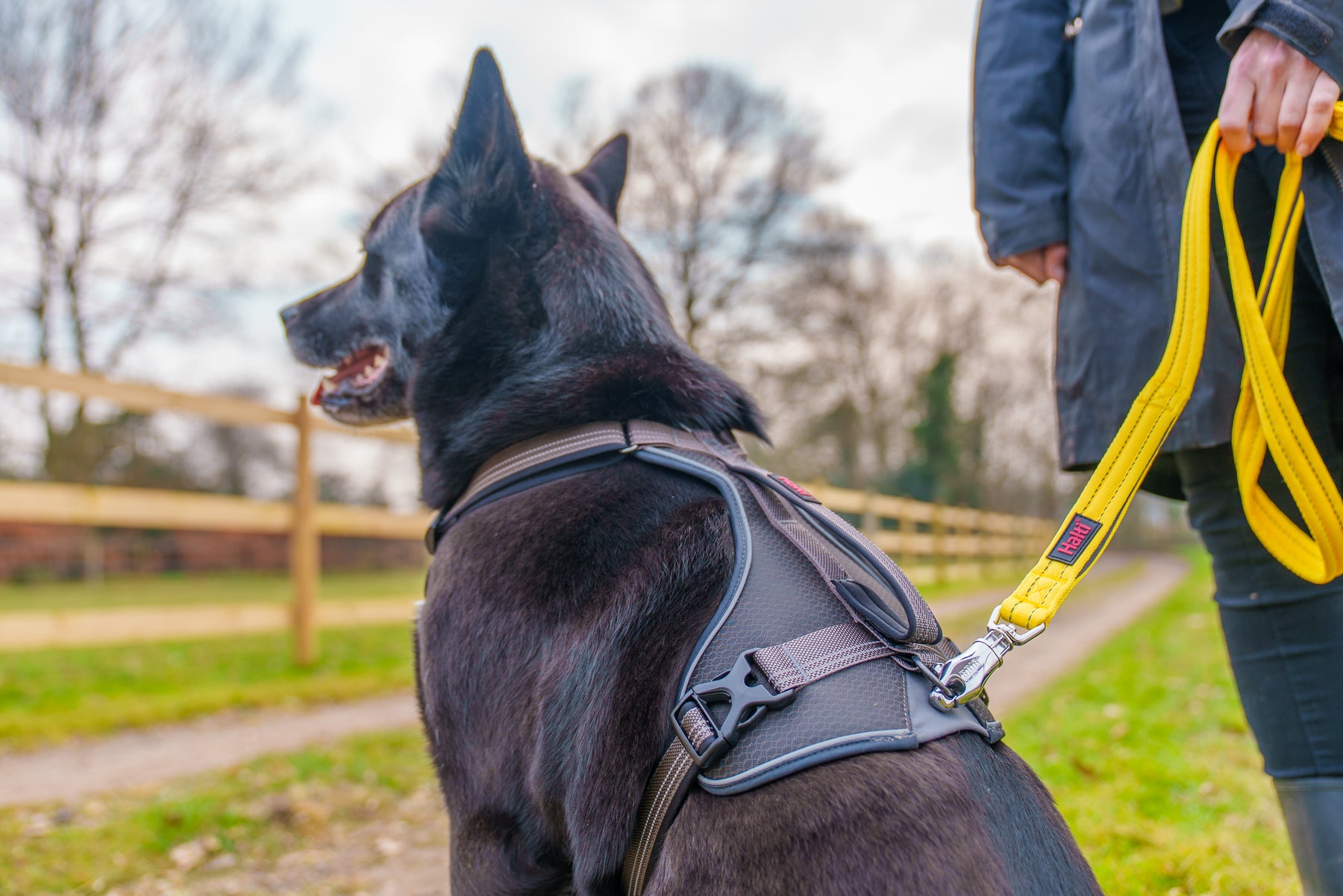 Halti BRIG Safety Lead Neon Green Large