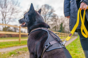 Halti BRIG Safety Lead Neon Green Large