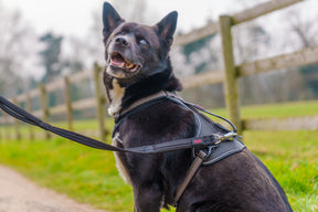 Halti BRIG Safety Lead Neon Coral Large