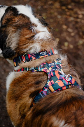 Twiggy Tags Aurora Adventure 2.0 Harness (6 sizes)