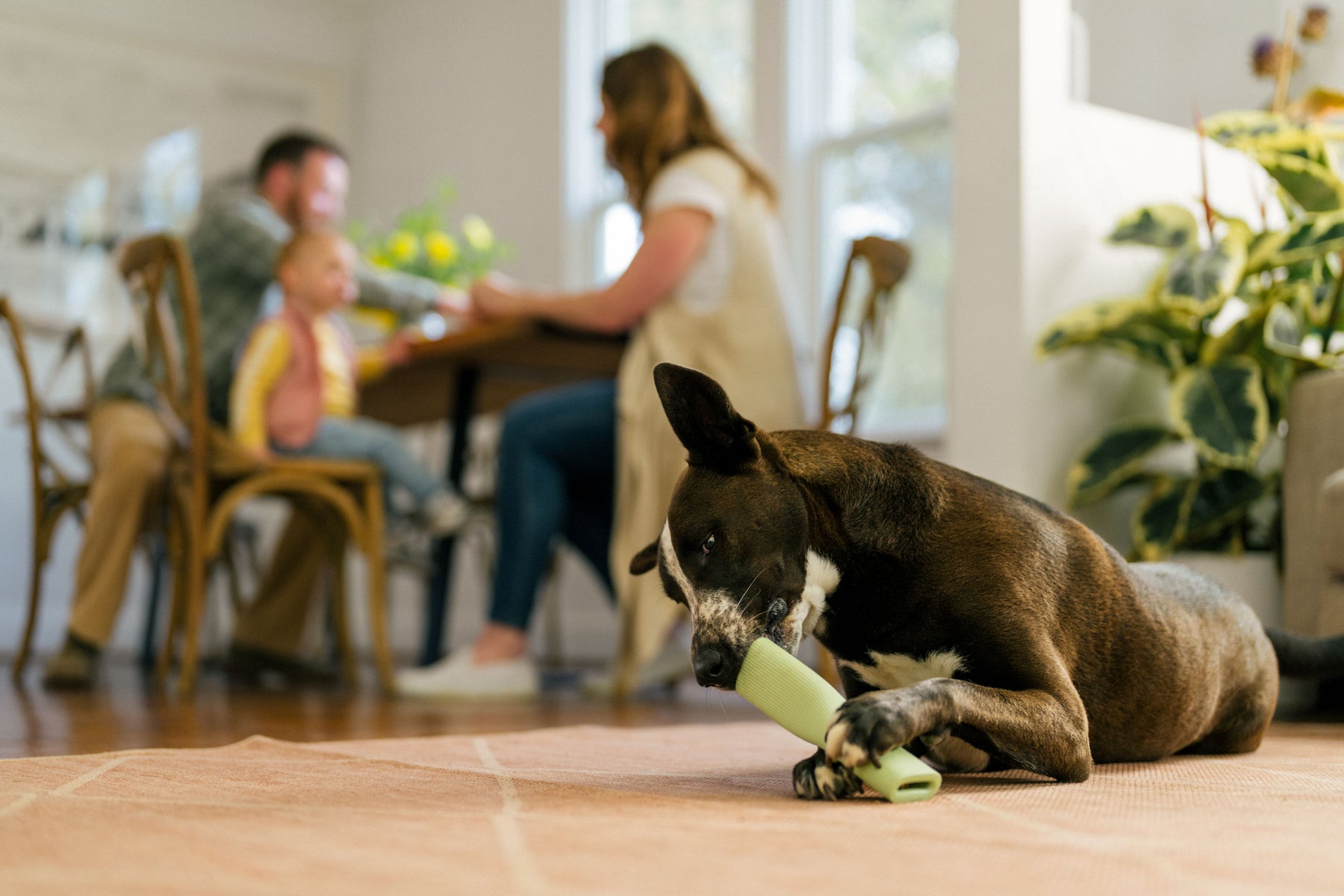 Earth Rated Chew Toy Rubber (2 sizes)