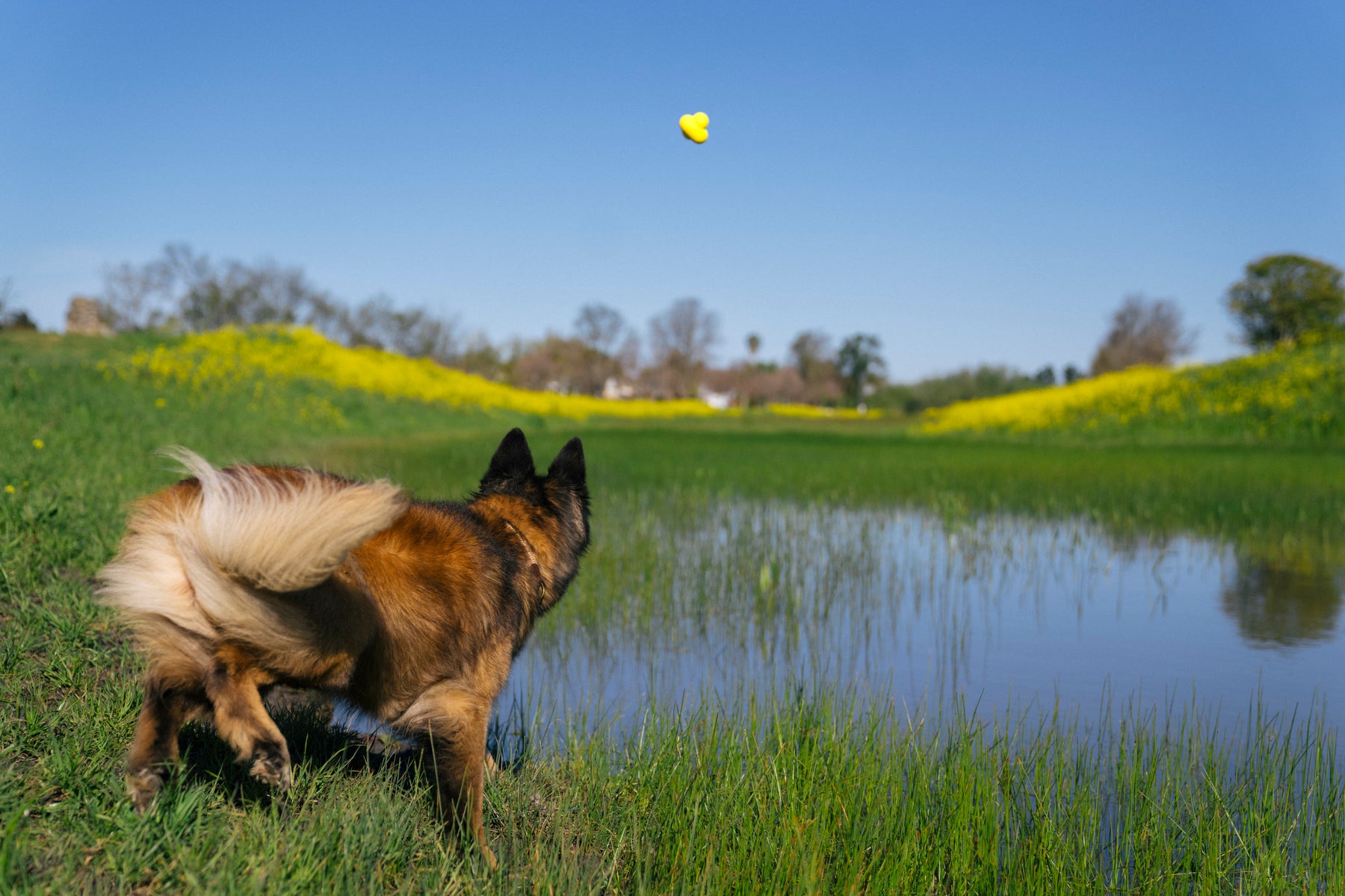Earth Rated Fetch Toy Rubber (3 sizes)