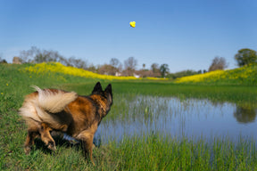 Earth Rated Fetch Toy Rubber (3 sizes)