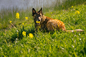 Earth Rated Fetch Toy Rubber (3 sizes)