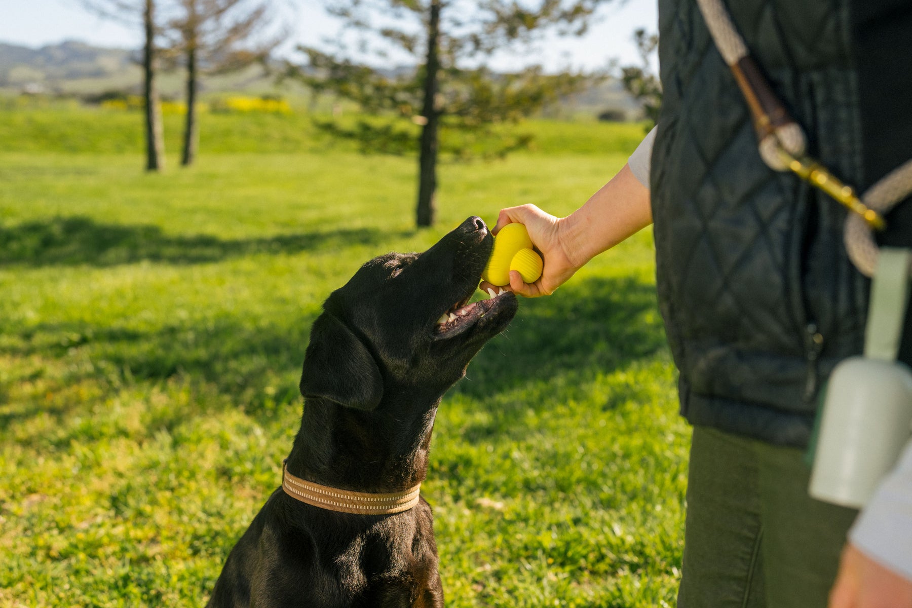 Earth Rated Fetch Toy Rubber (3 sizes)