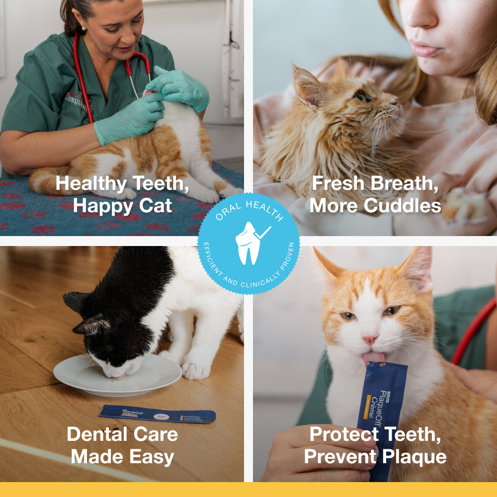 Plaque Off Creme for Cats