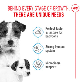 ROYAL CANIN® Starter Mousse for Mother & Babydog Wet Dog Food