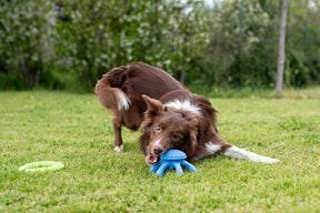 Kiwi Walker Let's Play! Octopus Green (2 sizes)