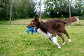 Kiwi Walker Let's Play! Octopus Green (2 sizes)