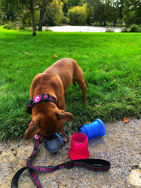 Kiwi Walker Travel Bottle 2-in-1 Pink/Blue