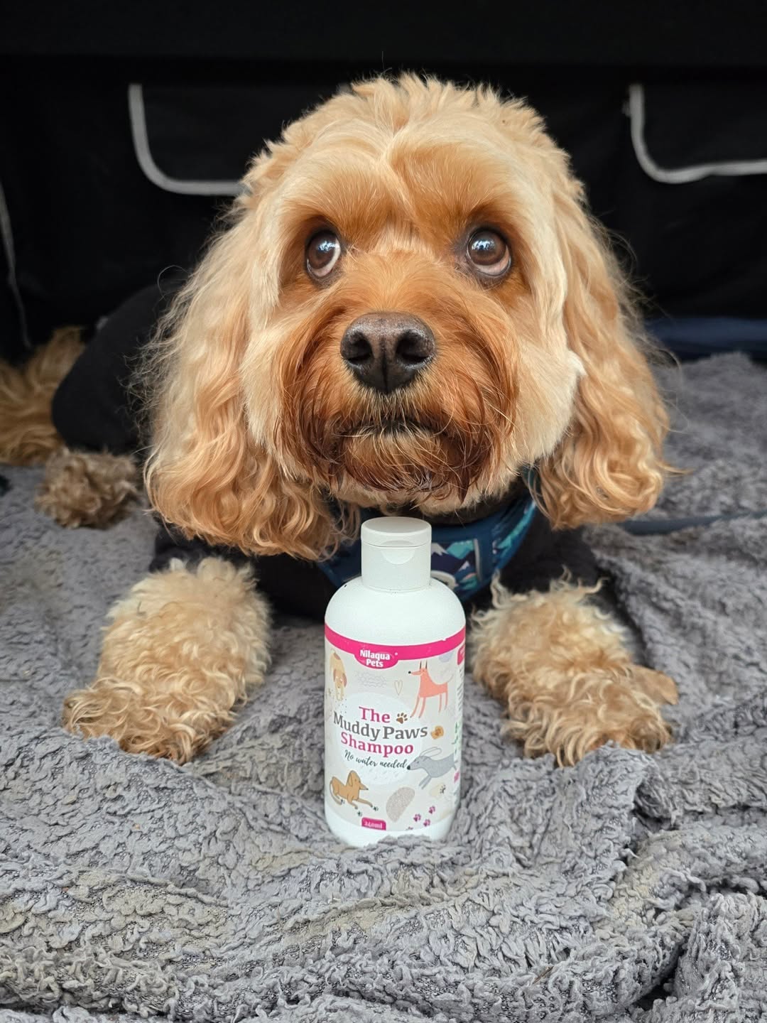 Nilaqua The Muddy Paws Towel Off Shampoo 240ml