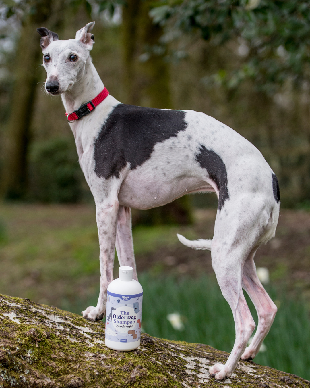 Nilaqua The Older Dog Towel Off Shampoo 240ml