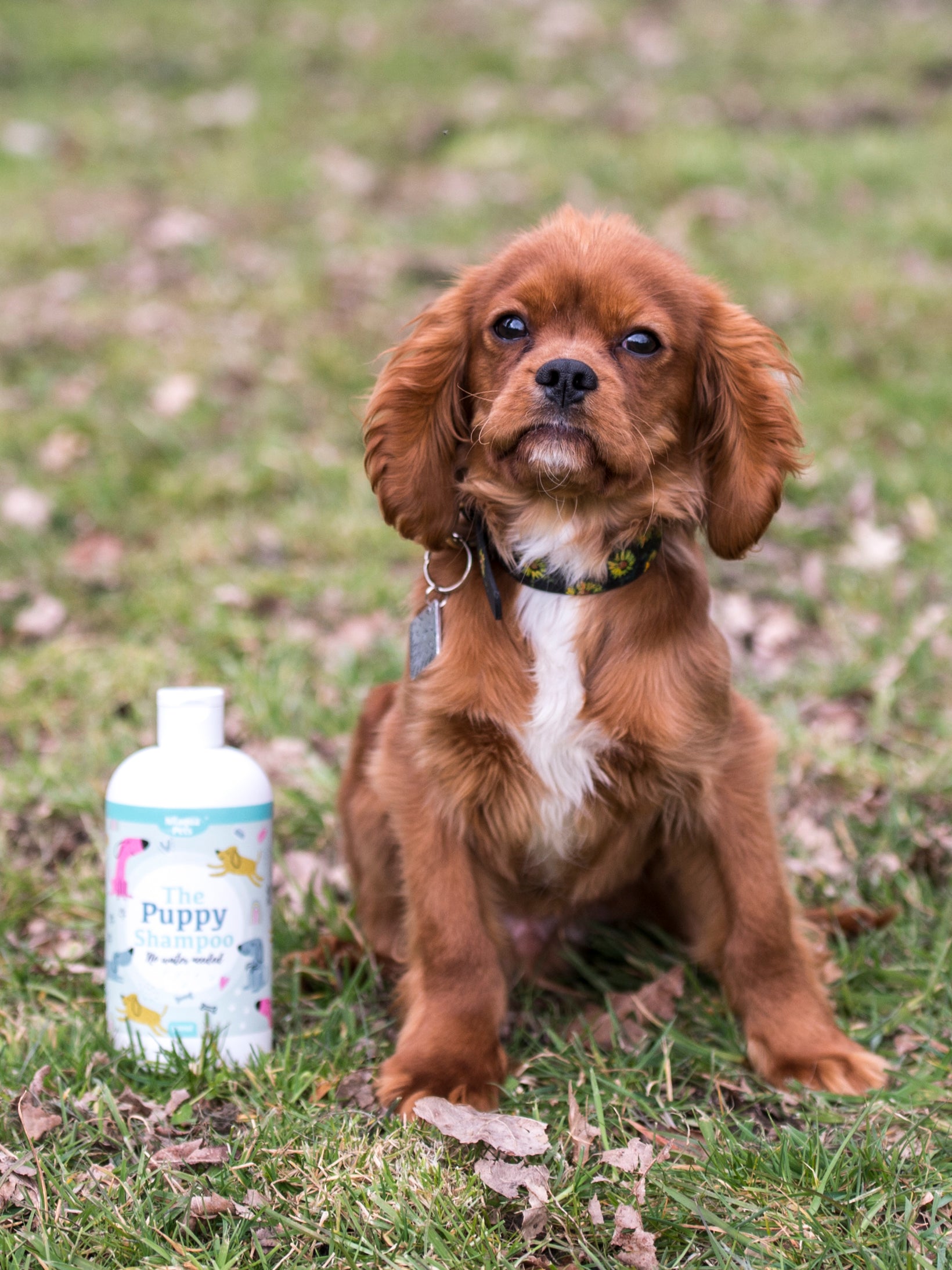 Nilaqua The Puppy Towel Off Shampoo 240ml