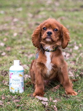 Nilaqua The Puppy Towel Off Shampoo 240ml