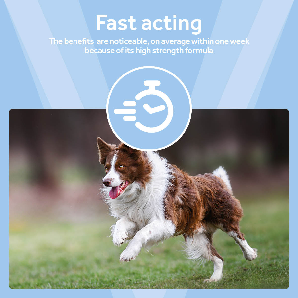 Vetpro Mobility Support - 120 capsules