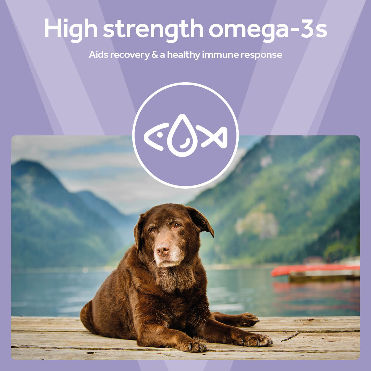Vetpro Cognitive Support