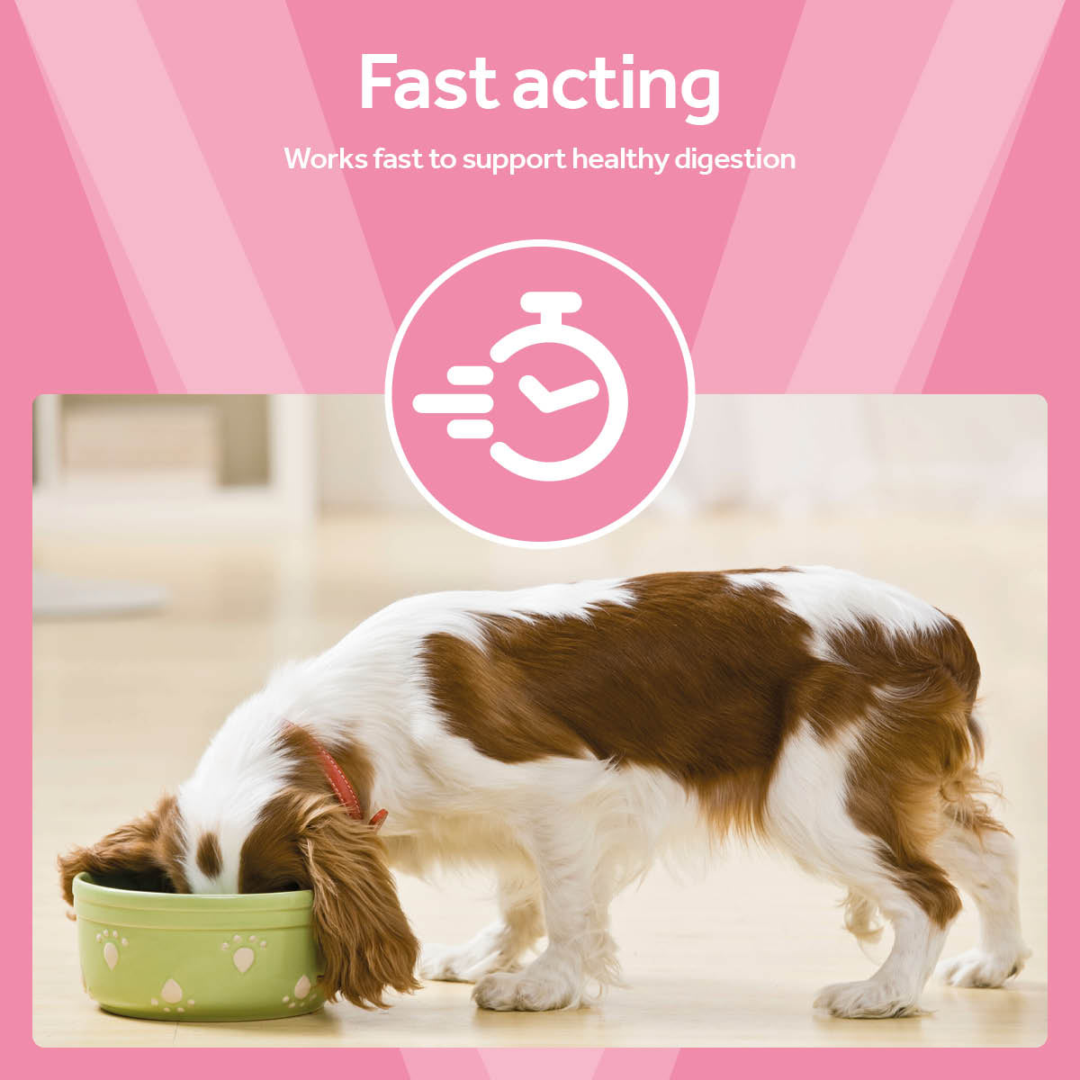 Vetpro Digestive Function Probiotic Paste