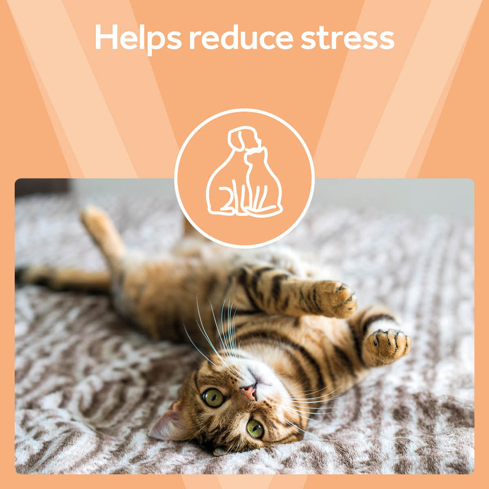 Support Your Pet’s Urinary Health – Vetpro Triple Action Capsules