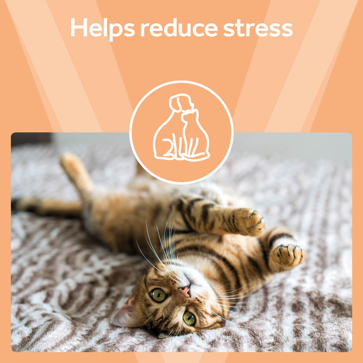 Vetpro Urinary Support
