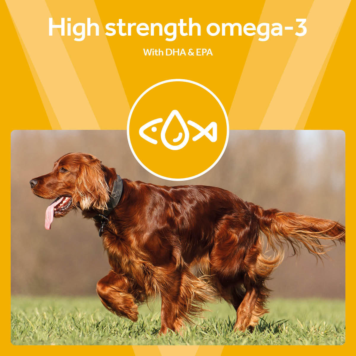Vetpro Omega-3 Fish Oil with EPA & DHA (200ml)