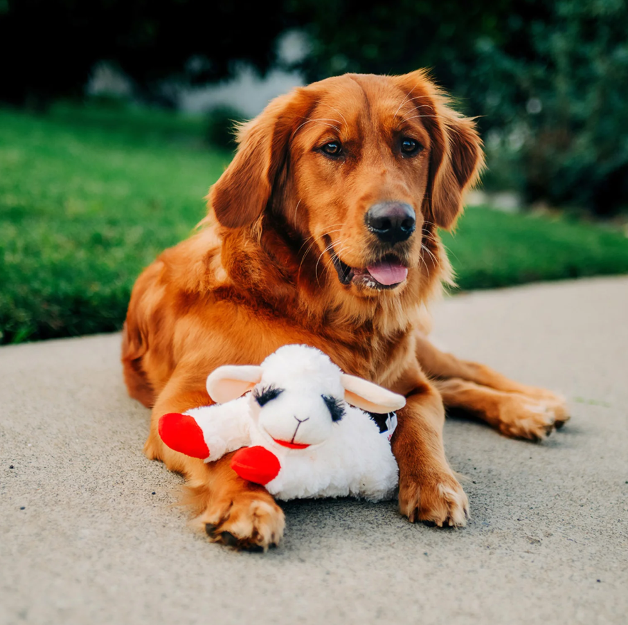 Lamb Chop Soft Dog Toy (3 sizes)