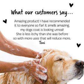 Bugalugs Medi Fresh Dog Shampoo