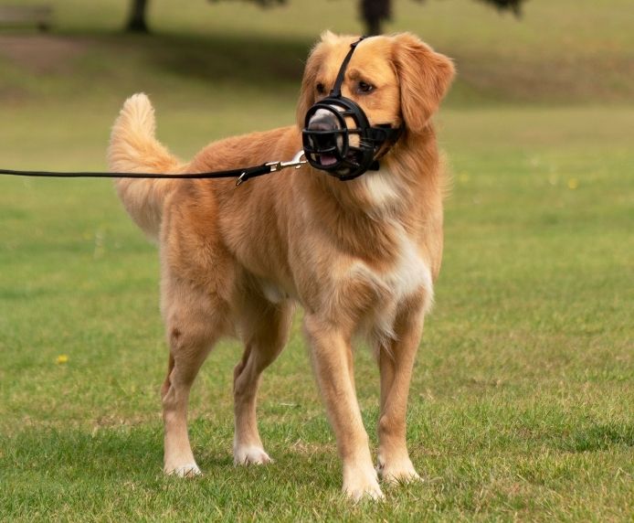 Baskerville Ultra Dog Muzzle Safe, Comfortable, and Adjustable