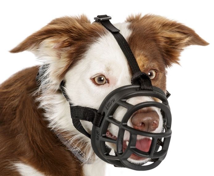 Baskerville Ultra Dog Muzzle Safe, Comfortable, and Adjustable