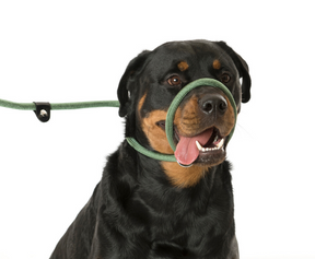 3 in 1 Slip Dog Lead Green 1.2m Durable Versatile Strong