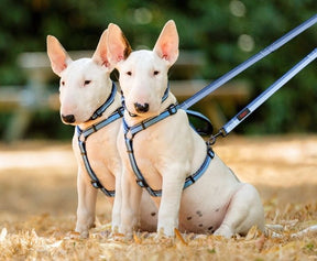 Halti Double Ended Dog Lead Red Large