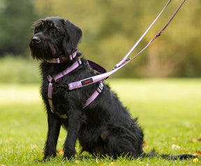 Halti Double Ended Dog Lead Red Large