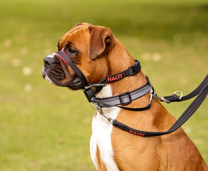 Halti Optifit Dog Headcollar